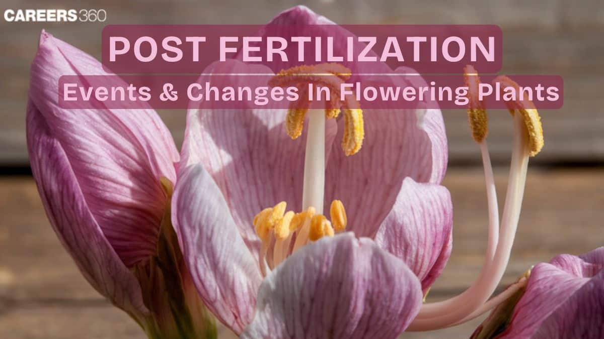 Post Fertilization - Events And Changes In Flowering Plants